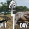 Tóm tắt 100 Ngày Deinosuchus Sinh Tồn Siêu Khó Trong The Isle !!